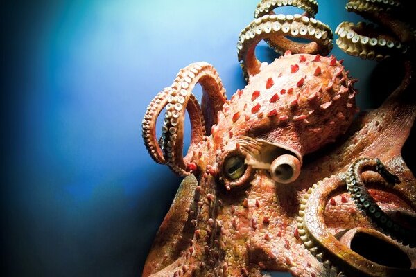Kraken 2025 ссылка